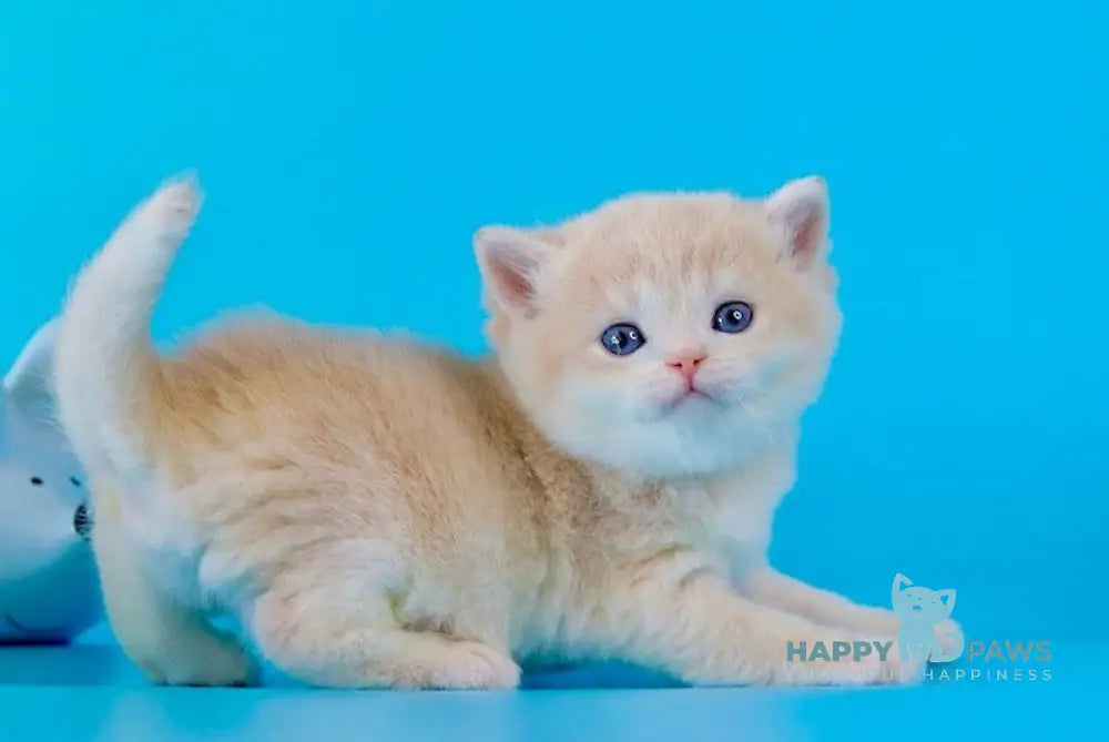 Steffy British Shorthair female blue golden chinchilla live animals