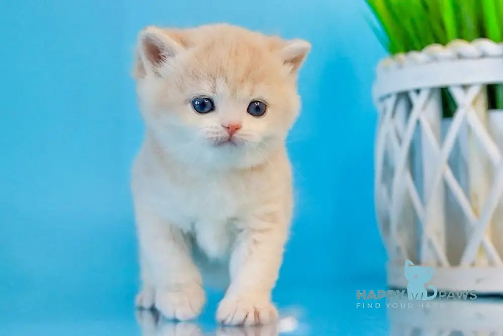 Steffy British Shorthair female blue golden chinchilla live animals