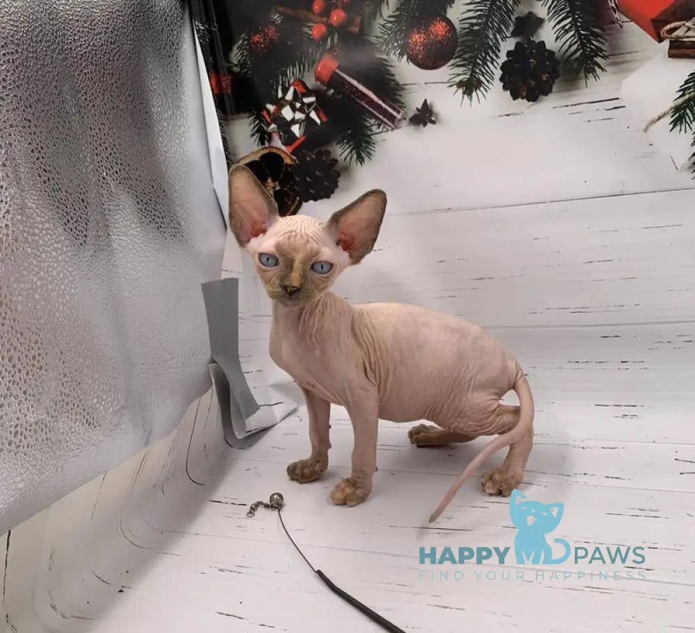 Stella Canadian Sphynx female black tortie pointed live animals
