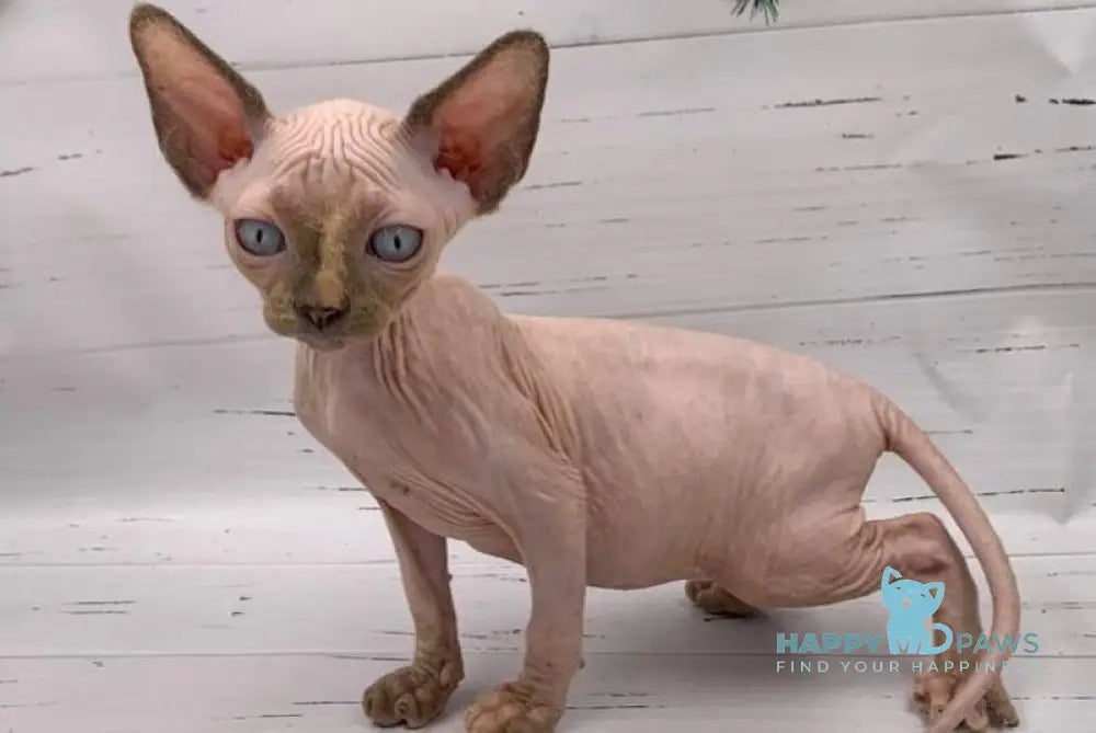 Stella Canadian Sphynx female black tortie pointed live animals