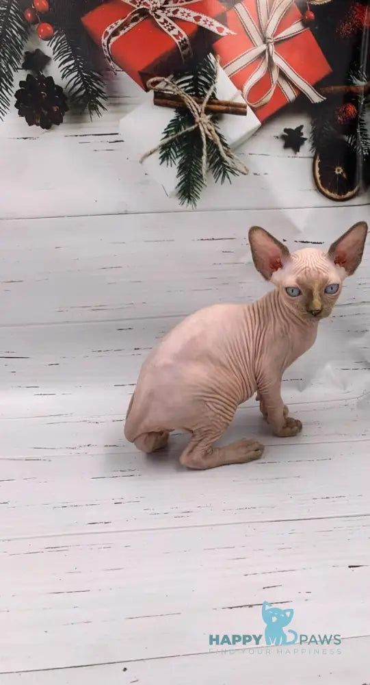 Stella Canadian Sphynx female black tortie pointed live animals