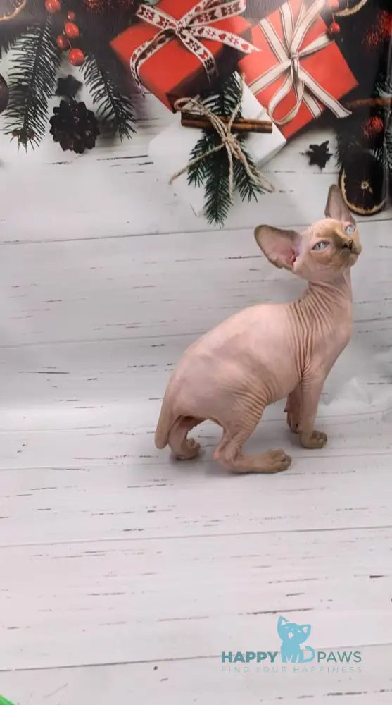 Stella Canadian Sphynx female black tortie pointed live animals