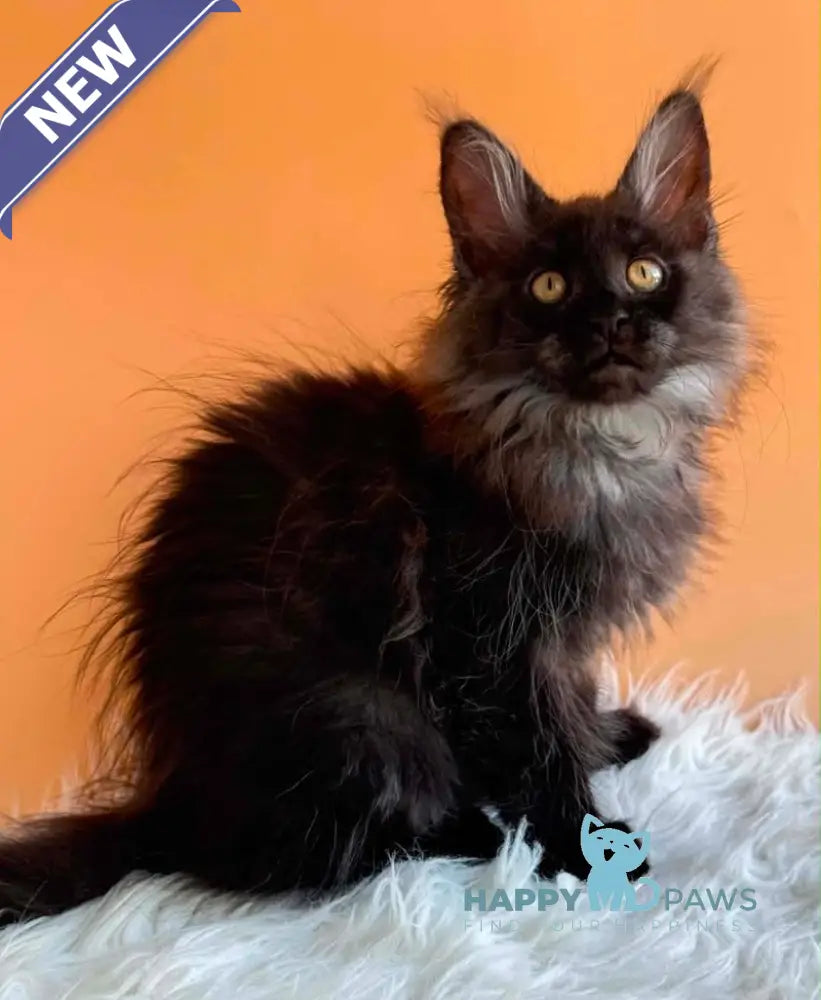 Stella Maine Coon female black silver - live animals