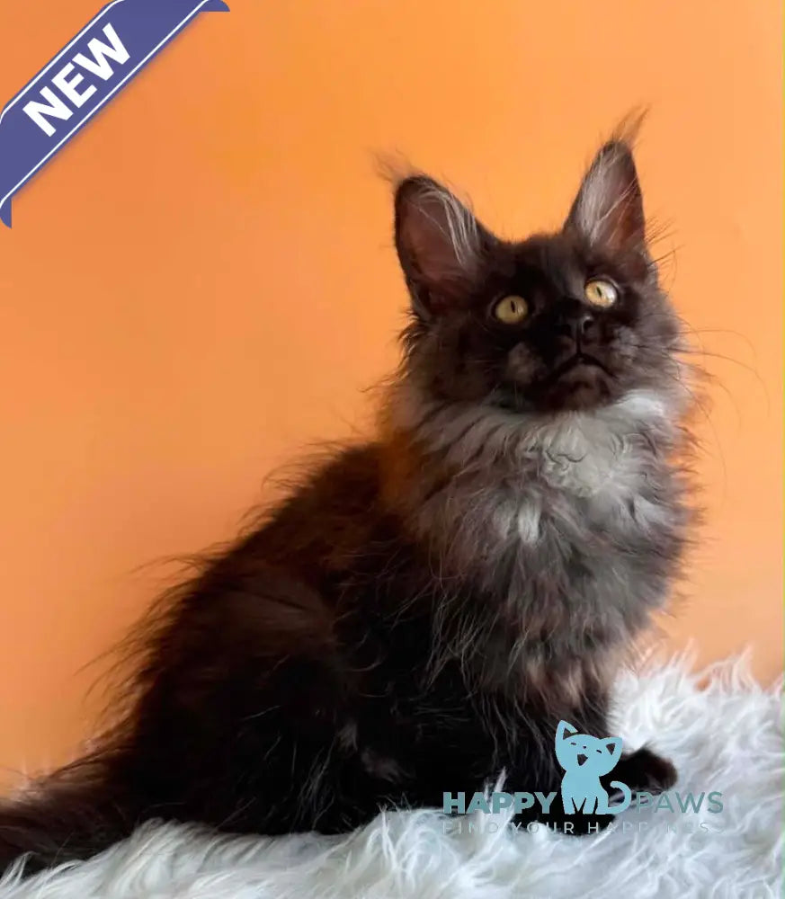 Stella Maine Coon female black silver - live animals