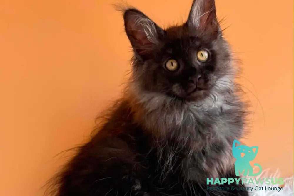 Stella Maine Coon female black silver - live animals