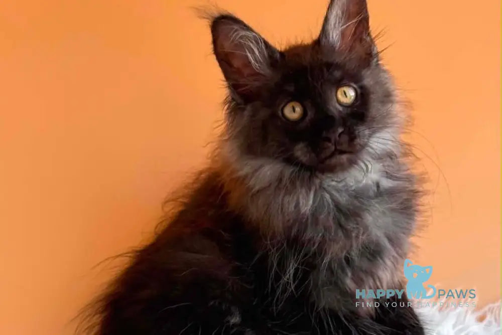 Stella Maine Coon female black silver - live animals