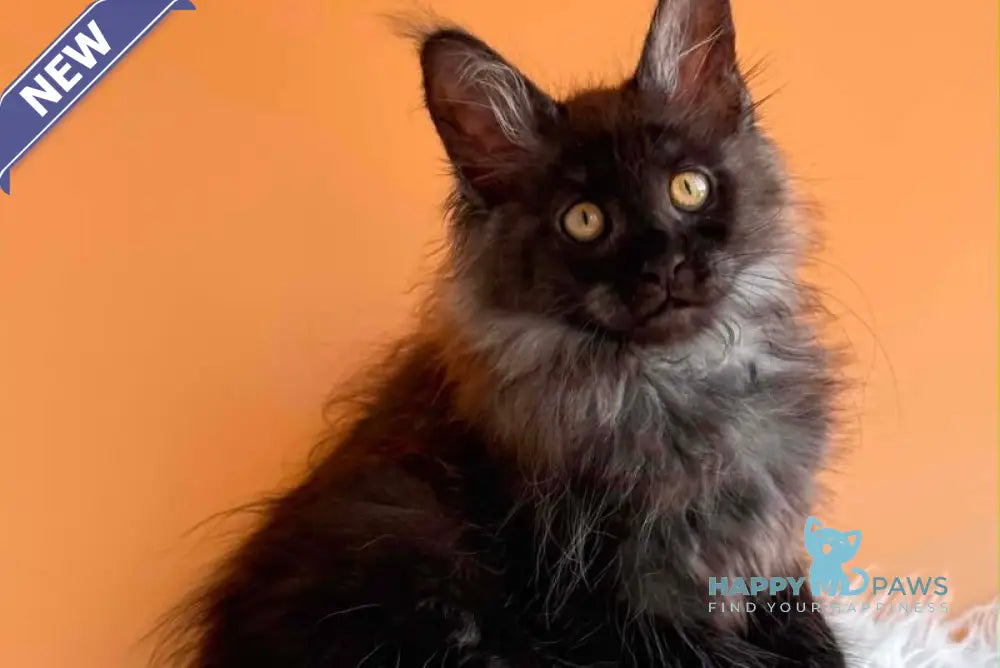 Stella Maine Coon female black silver - live animals