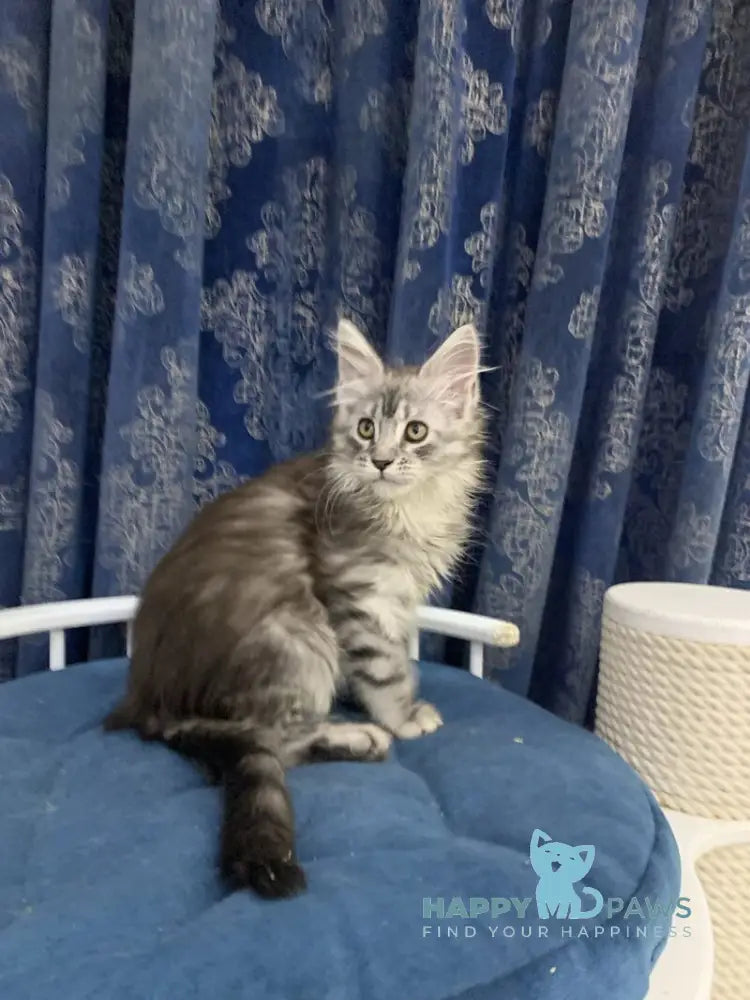Stella Maine Coon female black silver tabby live animals
