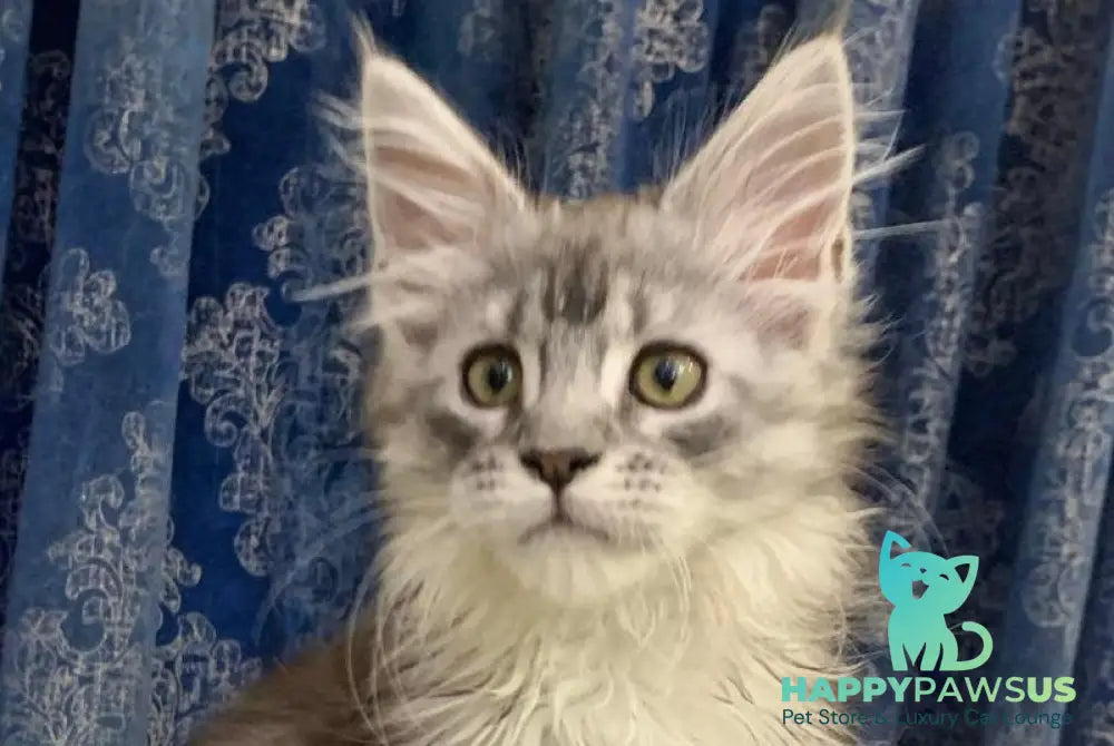 Stella Maine Coon female black silver tabby live animals
