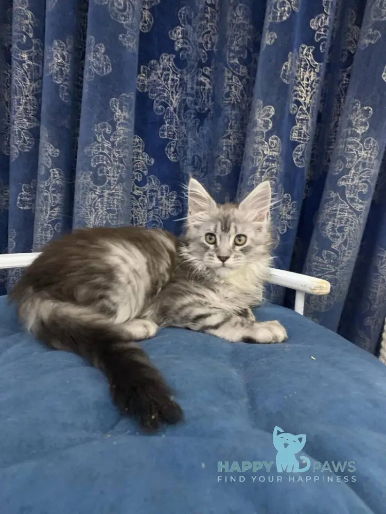 Stella Maine Coon female black silver tabby live animals