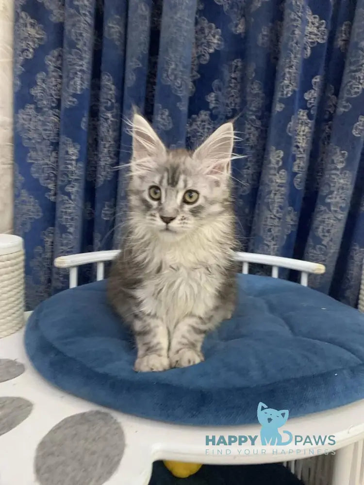 Stella Maine Coon female black silver tabby live animals