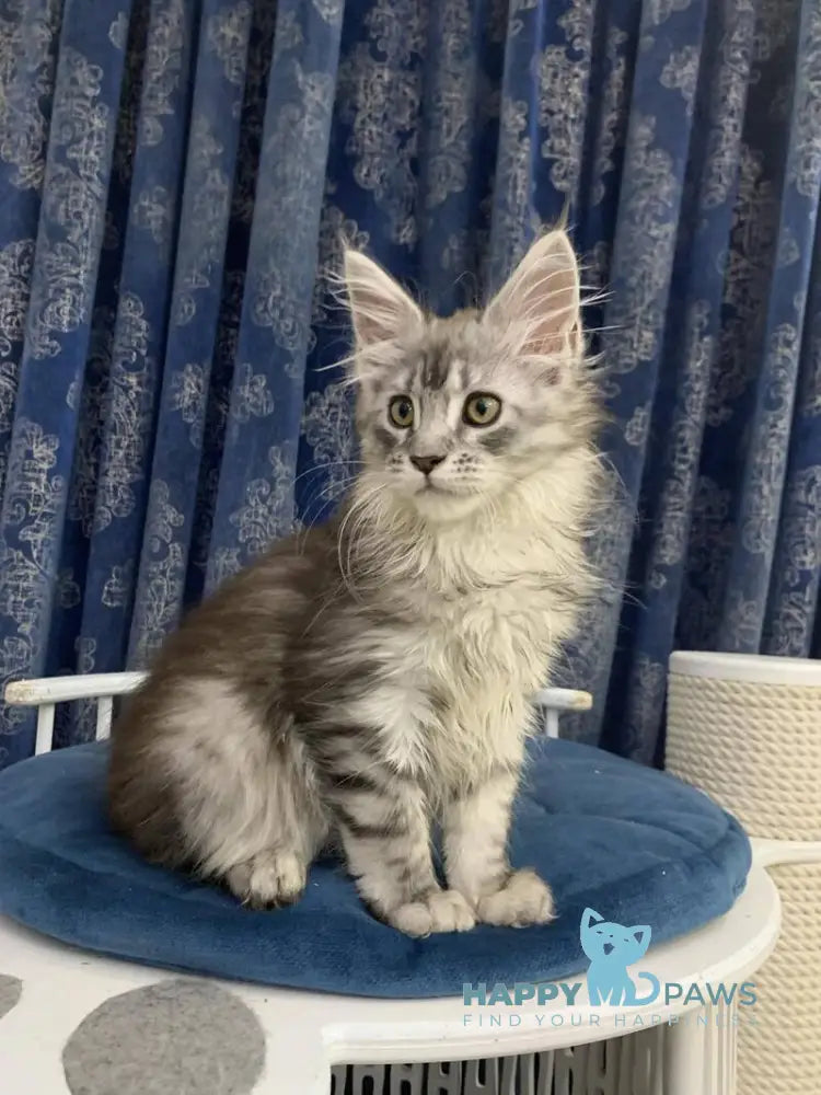 Stella Maine Coon female black silver tabby live animals
