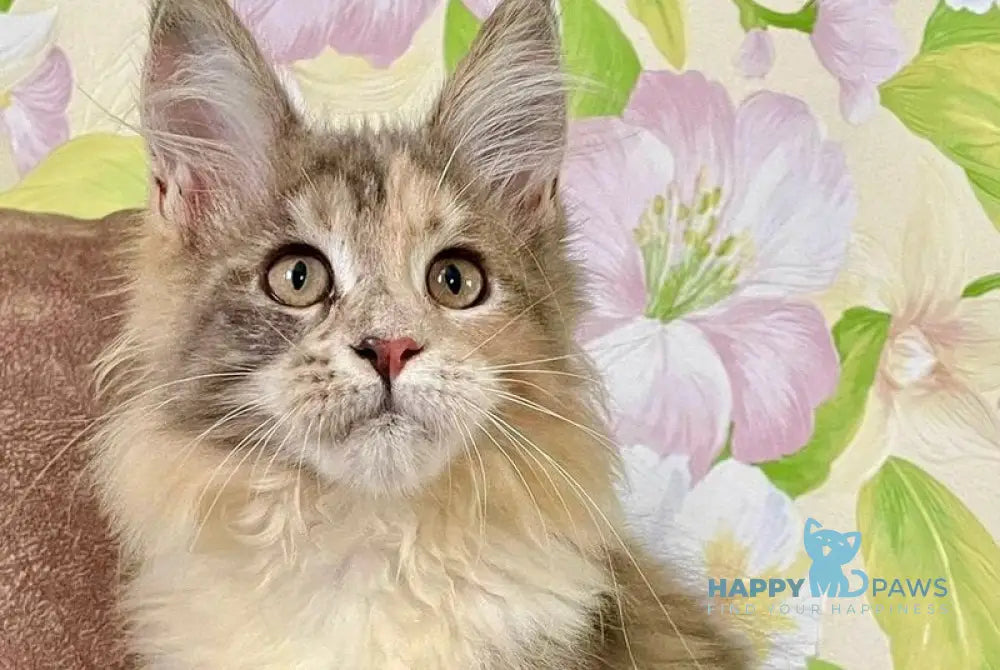 Stella Maine Coon female blue tortie tabby with white live animals