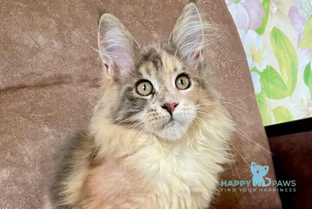 Stella Maine Coon female blue tortie tabby with white live animals