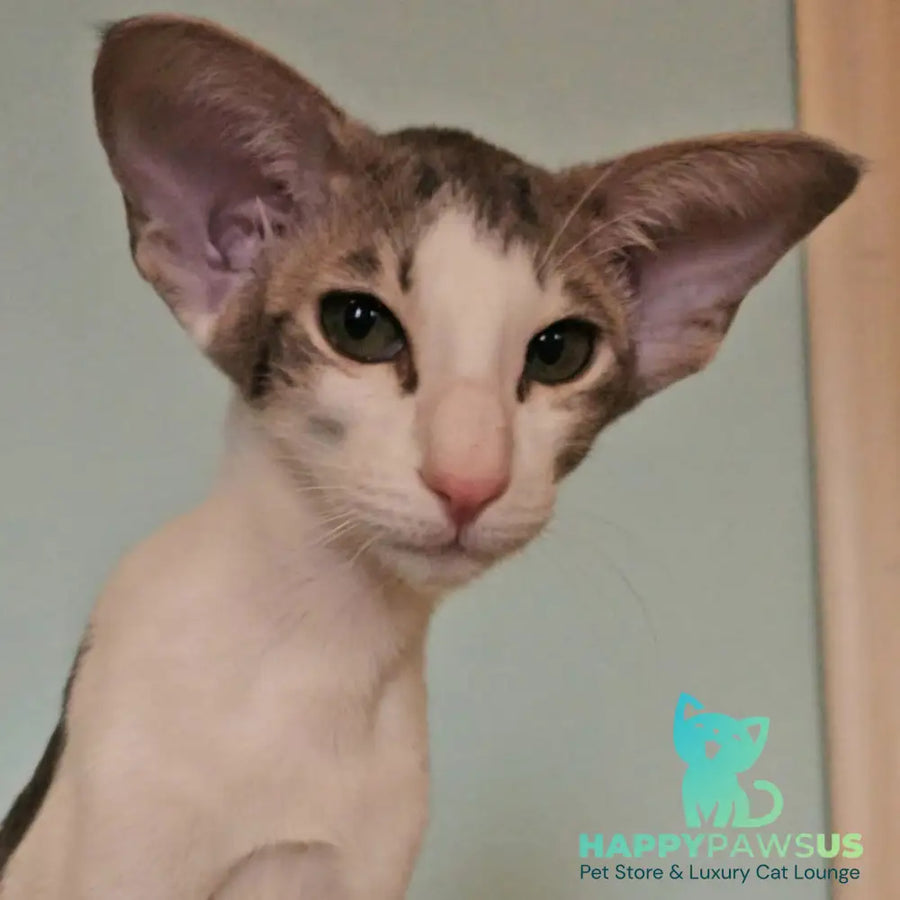 Stella Oriental Shorthair female blue bicolour spotted tabby - live animals