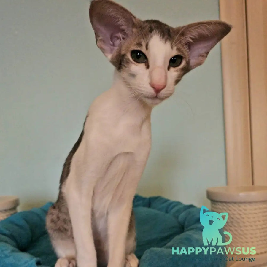 Stella Oriental Shorthair female blue bicolour spotted tabby - live animals