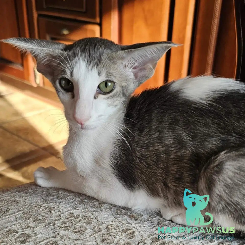 Stella Oriental Shorthair female blue bicolour spotted tabby - live animals