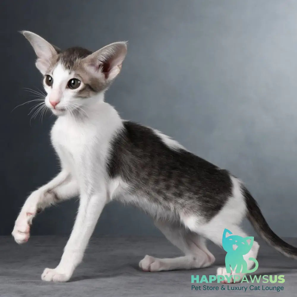 Stella Oriental Shorthair female blue bicolour spotted tabby - live animals