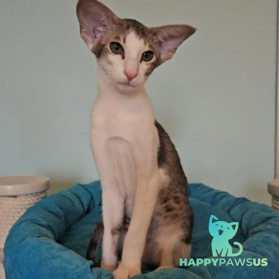 Stella Oriental Shorthair female blue bicolour spotted tabby - live animals