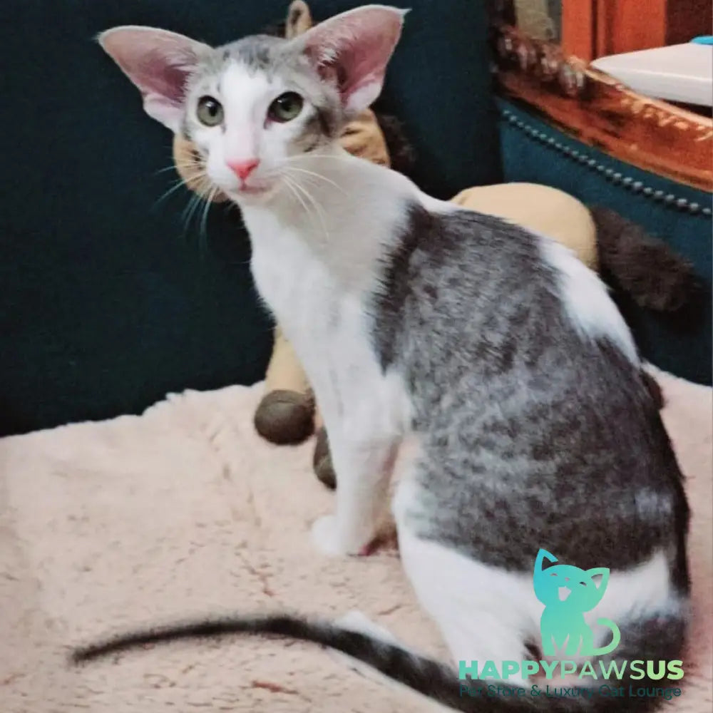 Stella Oriental Shorthair female blue bicolour spotted tabby - live animals