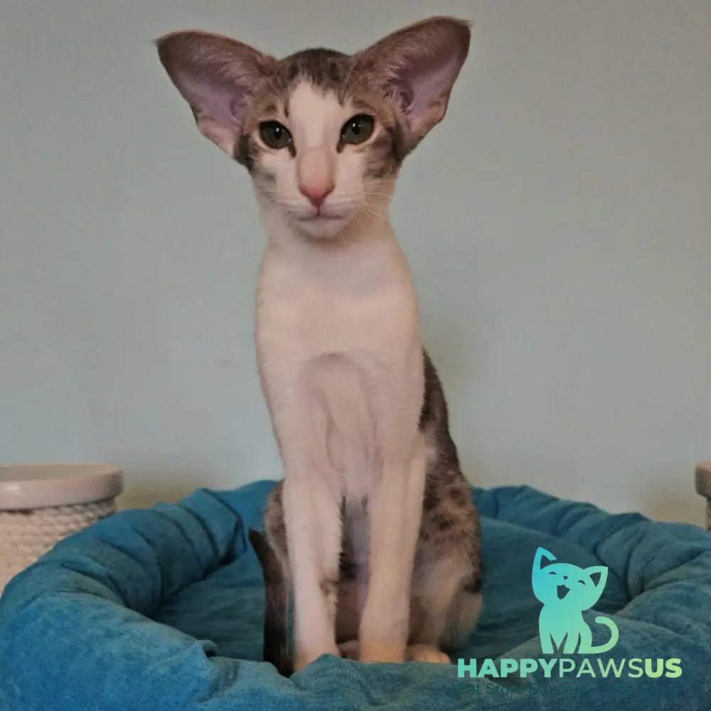 Stella Oriental Shorthair female blue bicolour spotted tabby - live animals
