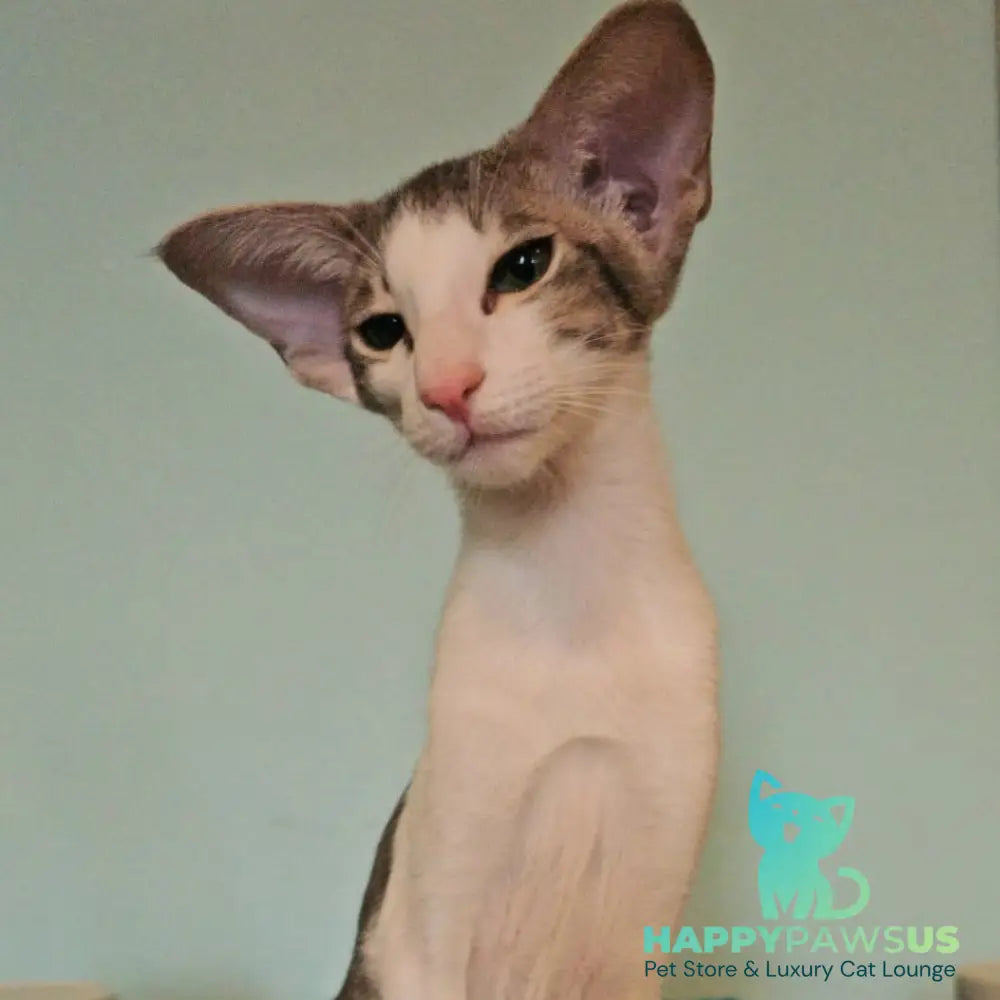 Stella Oriental Shorthair female blue bicolour spotted tabby - live animals