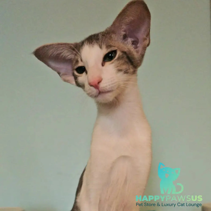 Stella Oriental Shorthair female blue bicolour spotted tabby - live animals