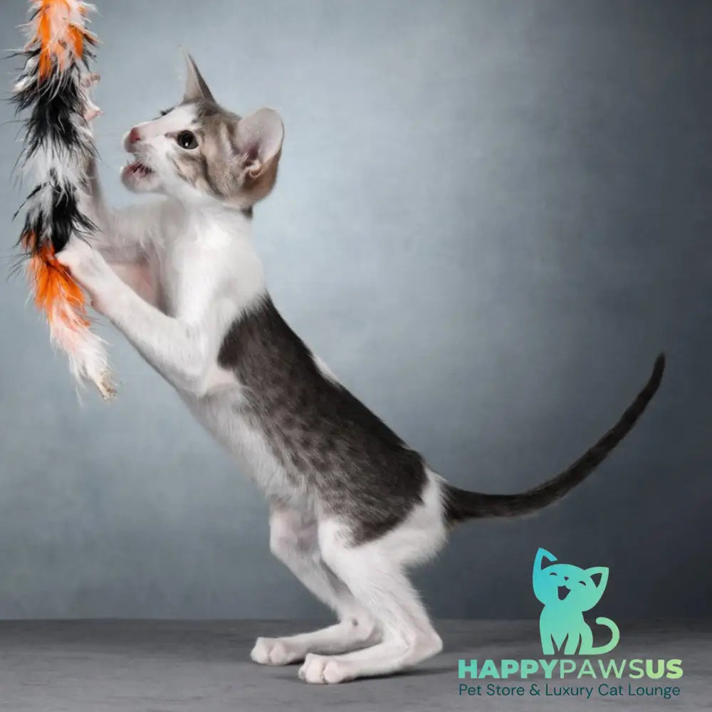 Stella Oriental Shorthair female blue bicolour spotted tabby - live animals