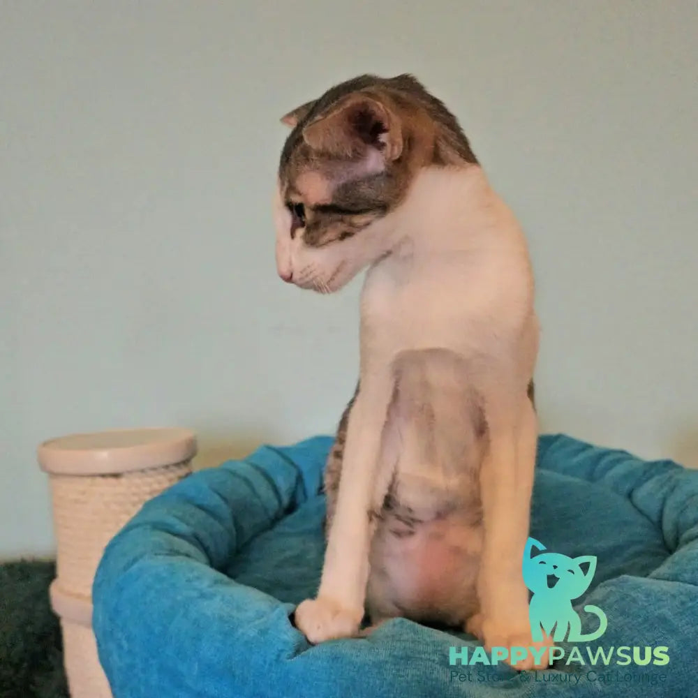 Stella Oriental Shorthair female blue bicolour spotted tabby - live animals