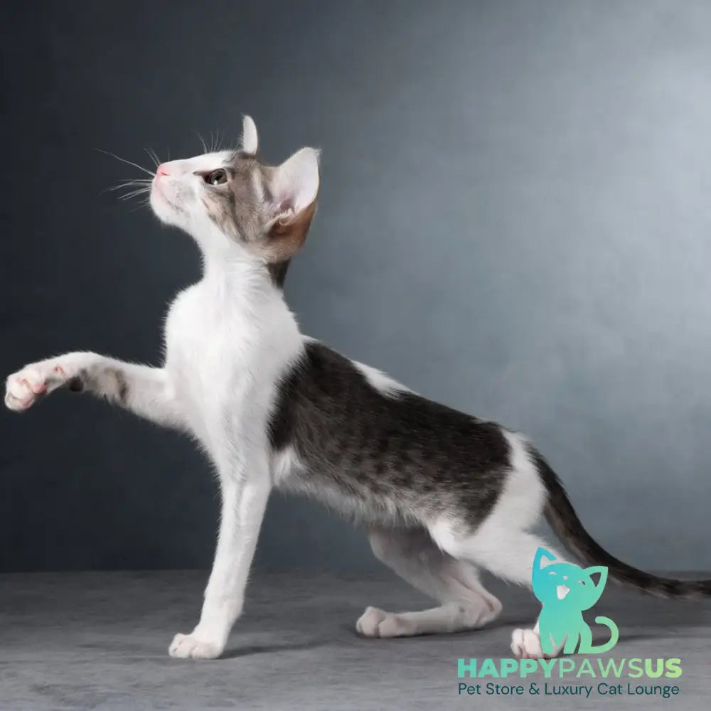 Stella Oriental Shorthair female blue bicolour spotted tabby - live animals