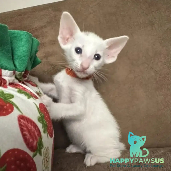 Stella Oriental Shorthair female white - live animals