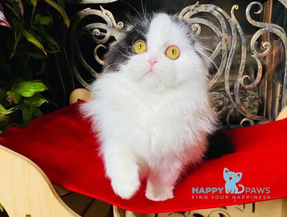 Stella Scottish Fold Female Black Harlequin Live Animals