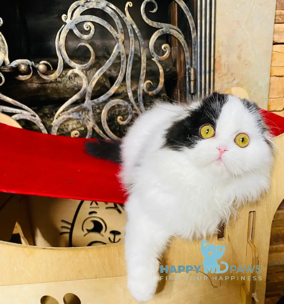 Stella Scottish Fold Female Black Harlequin Live Animals