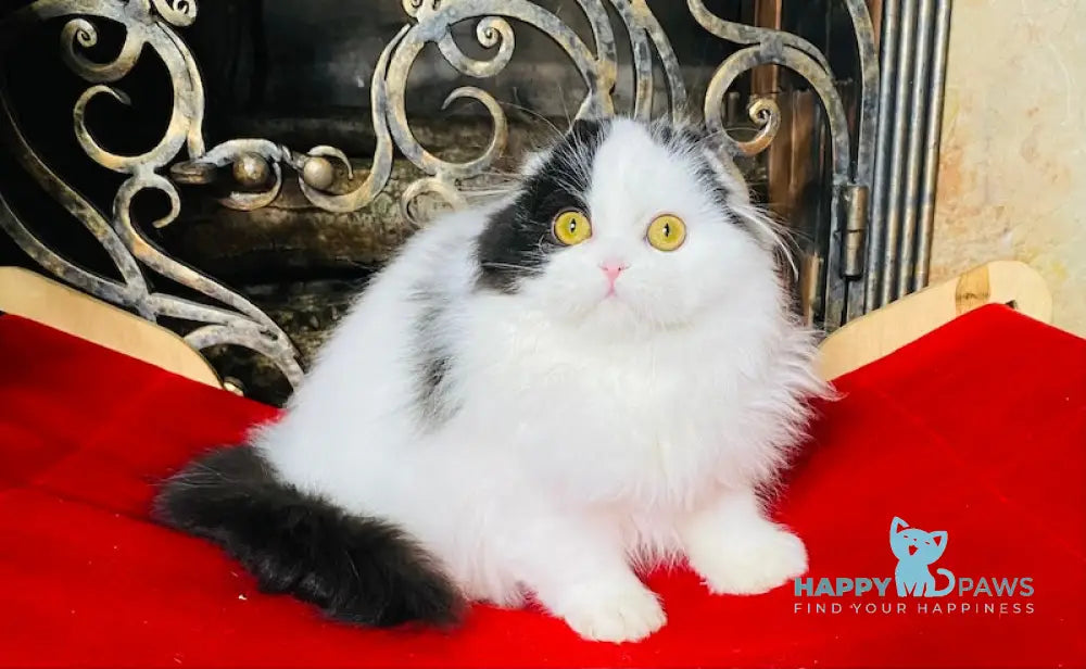 Stella Scottish Fold Female Black Harlequin Live Animals