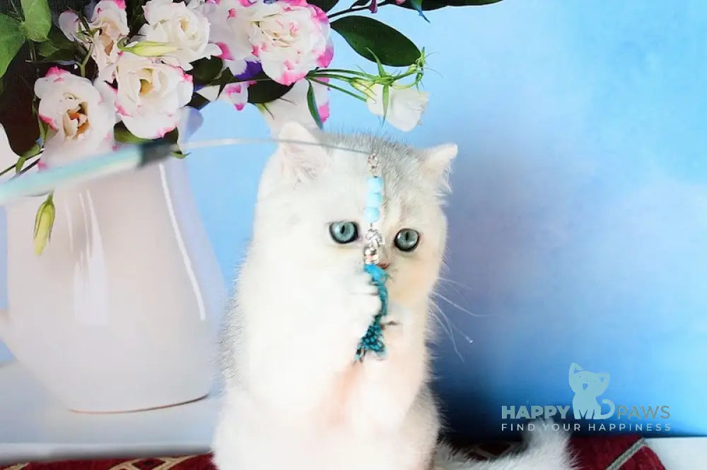 Stella Scottish Straight female black silver shaded - live animals