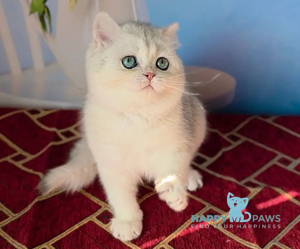Stella Scottish Straight female black silver shaded - live animals