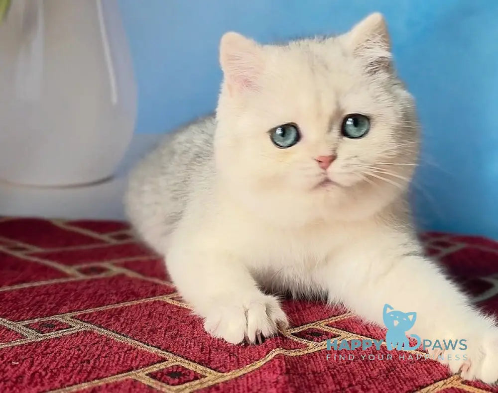 Stella Scottish Straight female black silver shaded - live animals