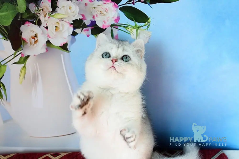 Stella Scottish Straight female black silver shaded - live animals