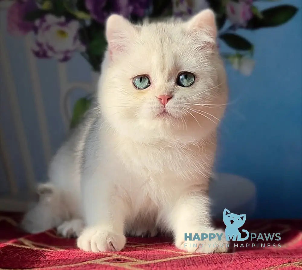 Stella Scottish Straight female black silver shaded - live animals