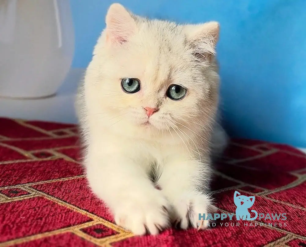Stella Scottish Straight female black silver shaded - live animals