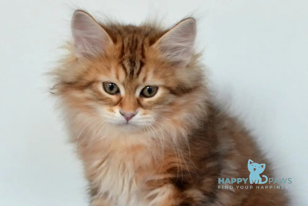 Stella Siberian female black golden tabby live animals