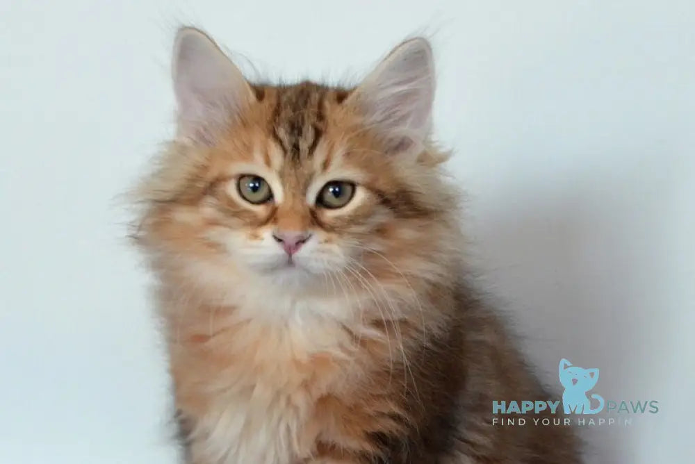 Stella Siberian female black golden tabby live animals