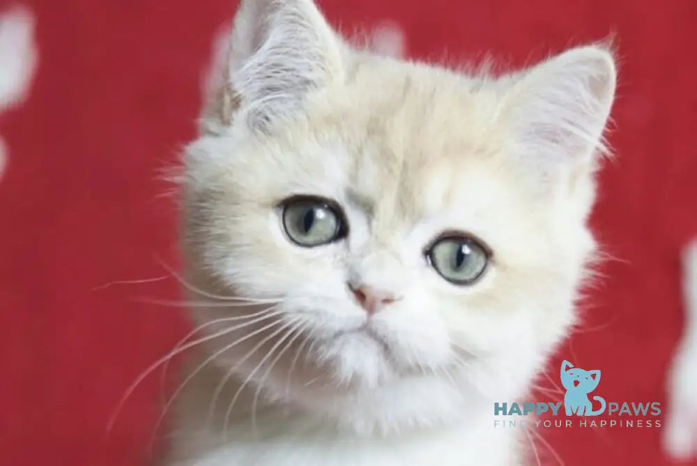 Stenli British Shorthair male blue golden chinchilla live animals