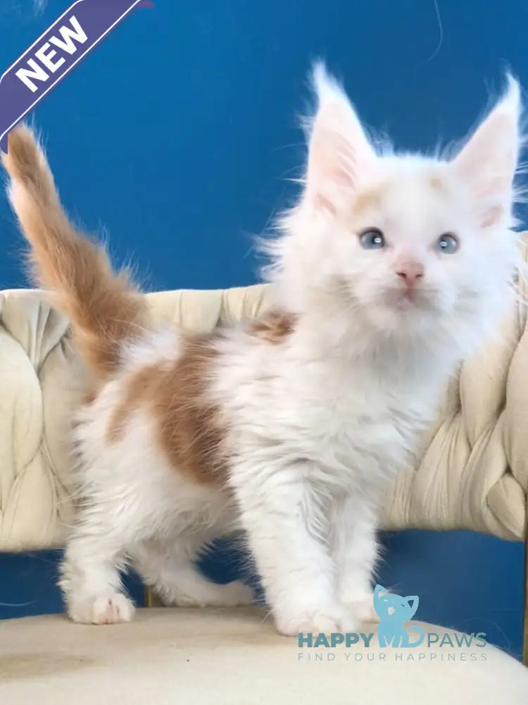 Stepa Maine Coon male red harlequin live animals