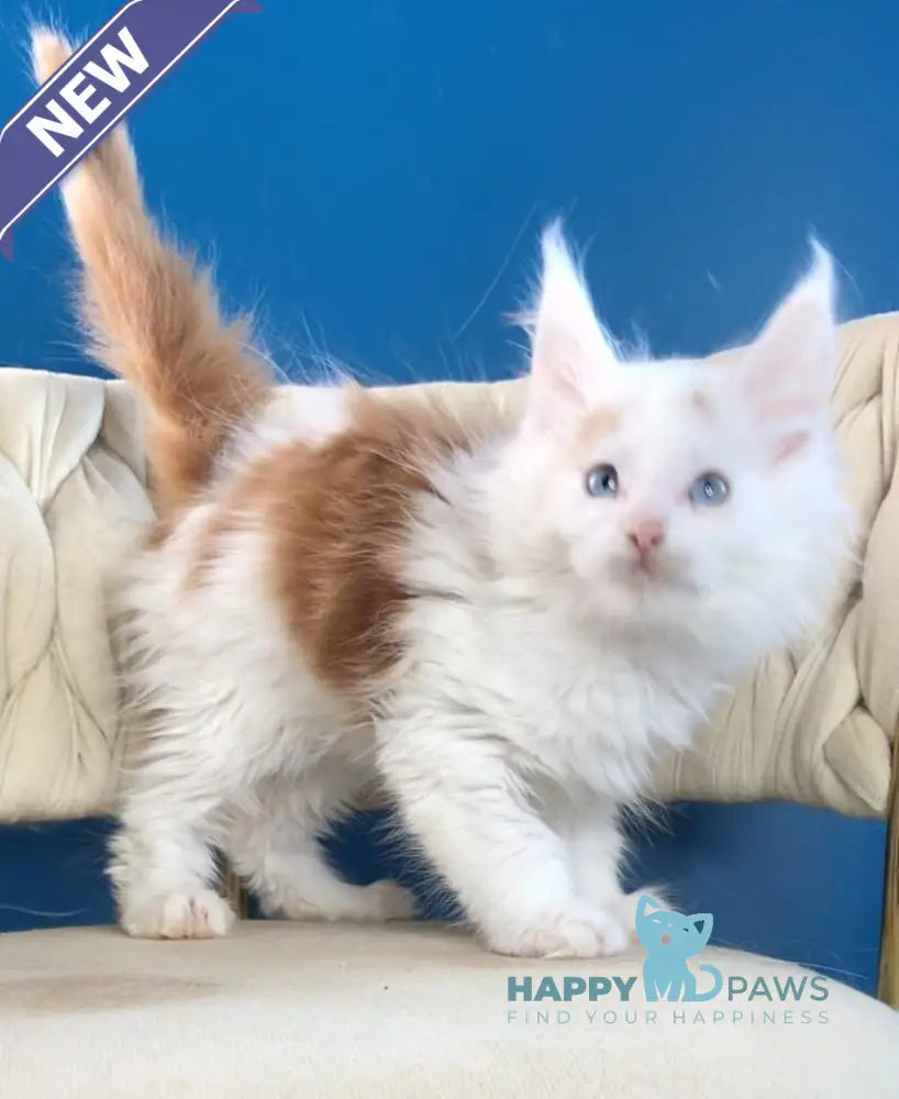 Stepa Maine Coon male red harlequin live animals