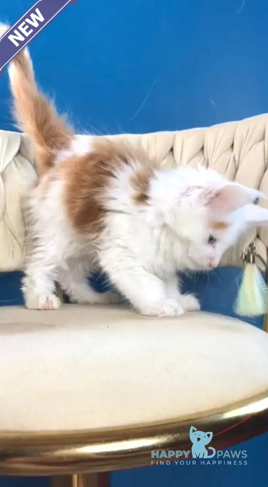 Stepa Maine Coon male red harlequin live animals