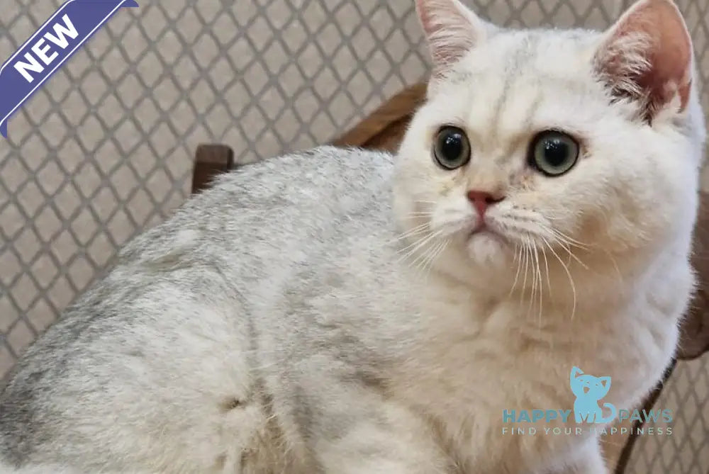 Stepan British Shorthair male black silver shaded live animals