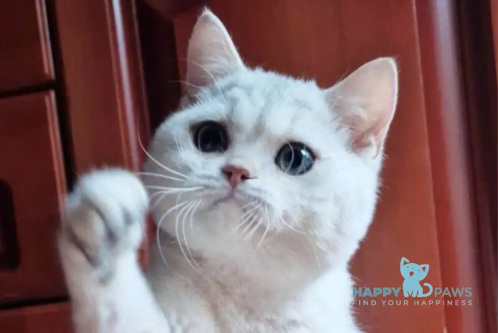 Stepan British Shorthair male black silver shaded live animals