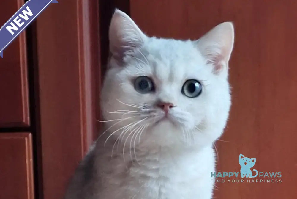 Stepan British Shorthair male black silver shaded live animals