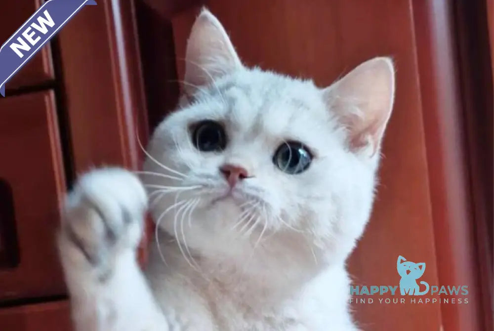 Stepan British Shorthair male black silver shaded live animals